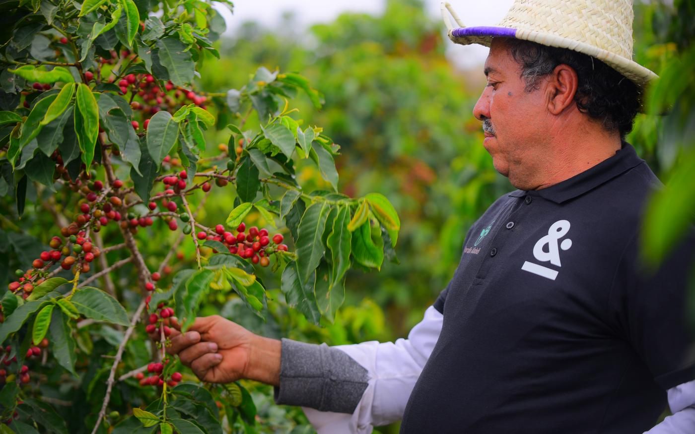 Coffee farmer picking ripe red cherries by hand
