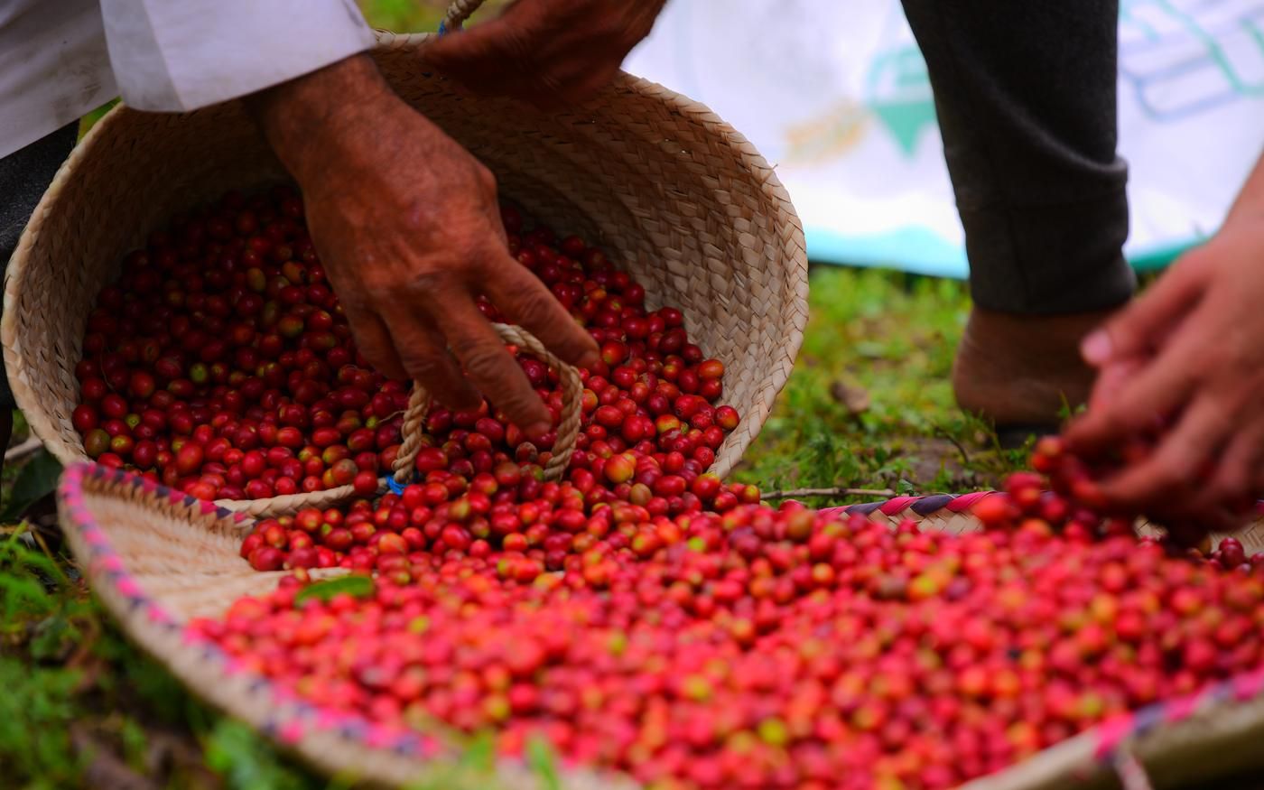 Coffee cherries being sorted by hand on woven trays