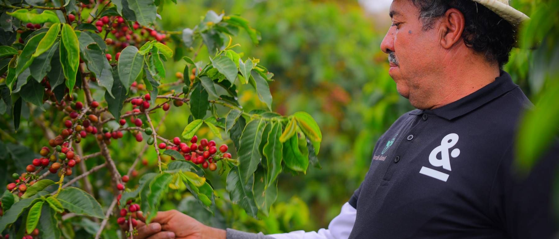 A Moka & Co farmer picking ripe coffee cherries in the highlands